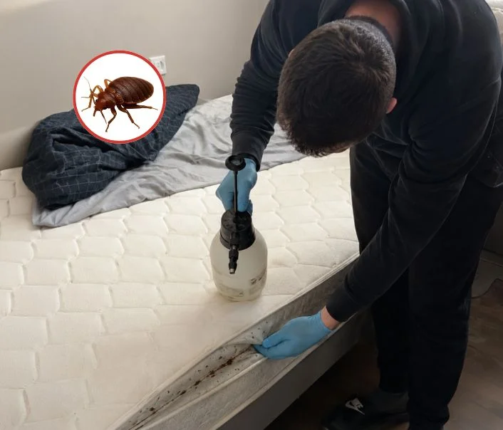 Technicien traitant un matelas contre les punaises de lit à Garancières